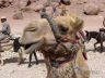 Camel's Head-Petra-Jordan