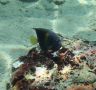 Yellow-marked angelfish / Pomacanthus maculosus-2