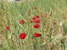 Corn Poppies-Amman-Jordan