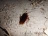 American cockroach (Periplan eta americana)-4