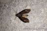Death's-Head-Hawkmoth-Acherontia atropos-2