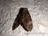 Death's-Head-Hawkmoth-Acherontia atropos-3