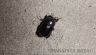 Dung beetle (geotrupes sp.) 