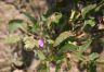 Erodium glaucolhyllum