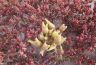 Forskal fig marigold (Arabic name Ghasool, Samah)-Mesembryanthemum forsskalei-2