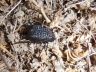 Oil beetle (Darkling beetle)-Adesmia cancellata-1