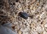 Oil beetle (Darkling beetle)-Adesmia cancellata-5