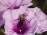 Parasitic Wasp (Campsonieriella thoracica)-1