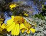 Short-horned grashoppers (Acrididae) mating-Grashopper-4