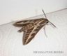 Striped Hawk Moth (Hyles lineata livornica)-1
