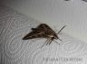 Striped Hawk Moth (Hyles lineata livornica)-2