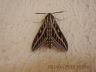Striped Hawk Moth (Hyles lineata livornica)-3