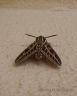 Striped Hawk Moth (Hyles lineata livornica)-4