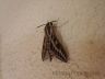 Striped Hawk Moth (Hyles lineata livornica)-6