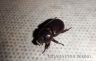 The rhinoceros beetle (Oryctes agamemnon arabicus) - female