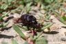 The rhinoceros beetle (Oryctes agamemnon arabicus) -male-1