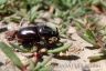 The rhinoceros beetle (Oryctes agamemnon arabicus) -male-2