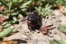 The rhinoceros beetle (Oryctes agamemnon arabicus) -male-3