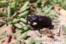 The rhinoceros beetle (Oryctes agamemnon arabicus) -male-1