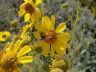 The (red) Dwarf Honey Bee - Apis florea-1