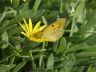 The cluded yellow (Colius Crocea)