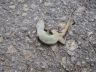 The yellow-bellied house gecko (Hemidactylus flaviviridis)-1