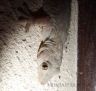 The yellow-bellied house gecko (Hemidactylus flaviviridis)-9