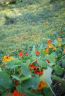 Indian Monk's cress (Tropaeolum majus)-1