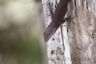 Jamaican Anole (anolis grahami)