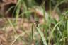 Monarch butterfly (Danaus plexippus)