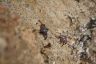 Sally Lightfoot crab (Grapsus grapsus)-1