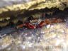 Sally Lightfoot crab (Grapsus grapsus)-2