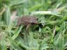 Whistling frog (Eleutherodactylus johnstonei)