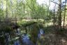 Wetland-1