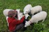 Sheep fondling-Finland