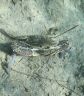 Blue swimmnig crab / Portunus pelagicus-1
