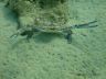 Blue swimmnig crab / Portunus pelagicus-2