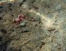 Sea slugs - Bahrain