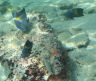 Yellow-marked angelfish / Pomacanthus maculosus-1