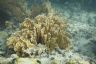 The fire coral (Millepora alcicornis)