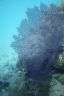 Common sea fan (Gorgonia Ventahna)