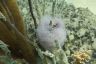 Painted tunicate ( Clavelina picta)