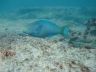 Queen parrotfish ( Scarus vetula) -terminal phase