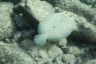 Peacock flounder (Bothus lunatus)