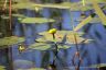 Yellow water lily- Flower and the fruit