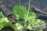 Yellow water lily-underwater midsummer leaves