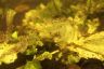 Yellow water lily-underwater autumn leaves